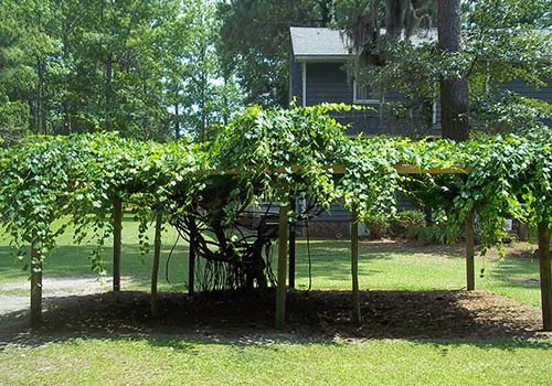 Great-Gardens-NC-muscadines