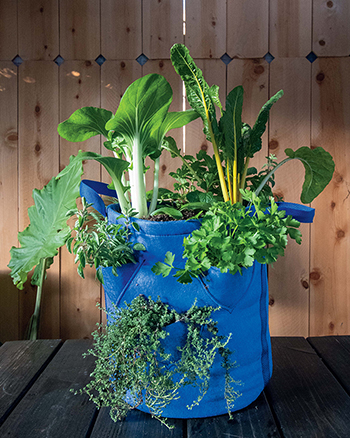 Eco Friendly Grow Bags For Gardening · Growing Dawn
