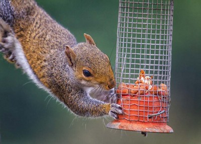 Keep Your Feeder for the Birds
