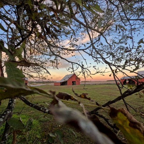 “These red barns stand out in Hyde County. When I rode by them the other day, they were so beautiful with the cotton fields behind them.” —Martha O’Neal, Fairfield, Tideland EMC 